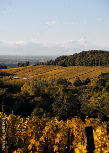 Foto scattata nei vigneti attorno le colline tassarolesi durante il periodo autunnale in provincia di Alessandria.