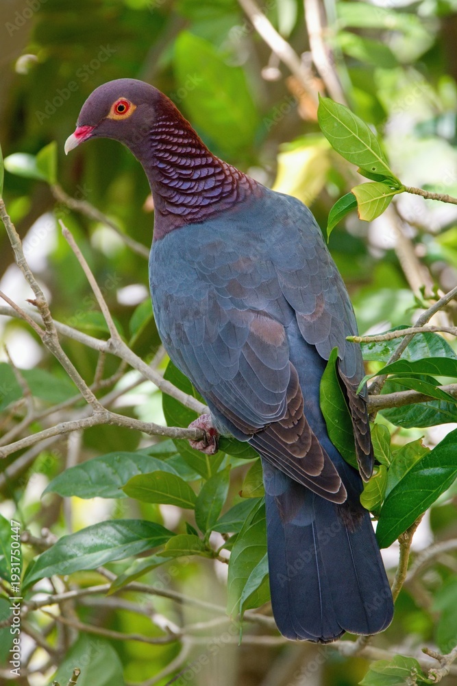 Obraz premium Scaly-naped or Red-necked Pigeon - Patagioenas squamosa, Bonaire, Caribbean Netherlands