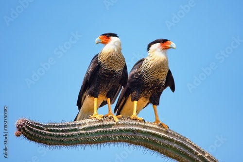 Couple of Crested Caracara known as Warawara pearching on the cactus, Bonaire, Caribbean Netherlands