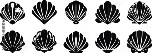Black silhouette collection of various seashell shapes and scallop shells, nautical marine life icons, coastal beach nature elements on white background,