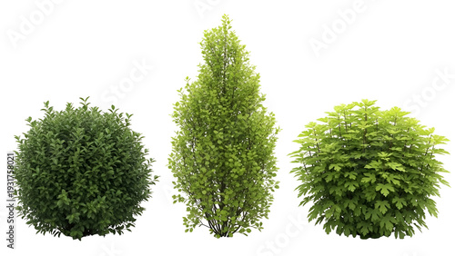 Three distinct green shrubs with different shapes isolated on transparent background