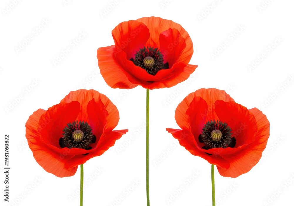 Obraz premium three vibrant red poppy flowers featuring ruffled petals and dark stamens, isolated on a transparent background, top-down flat lay. concept of serene beauty and remembrance