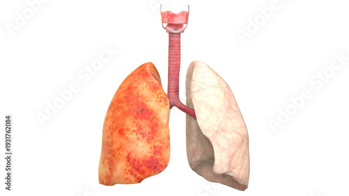 Lungs a Part of Human Respiratory System Anatomy 3d rendering