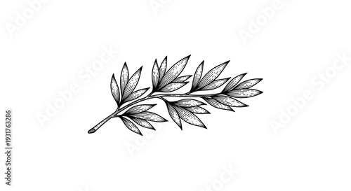 White Plant Branch On Black Background Artistic Minimalist Illustration Isolated Transparent Design