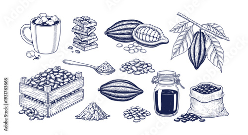 Detailed Engraved Cocoa Pods Beans Chocolate Bar Hot Drink Production Process Vector