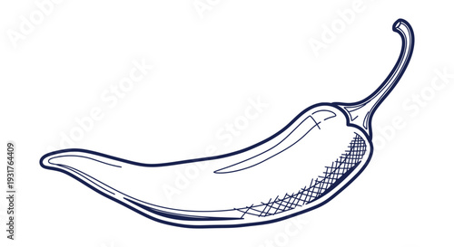 Detailed Hand-Drawn Sketch Spicy Chili Pepper Vector Illustration Organic Cooking Ingredient