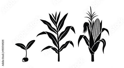 A graphic depiction showcases the growth stages of corn from seed to mature plant in silhouette high quality professional detailed modern