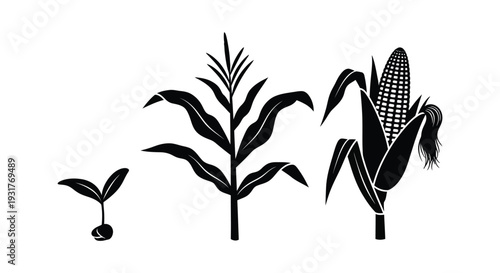 A graphic depiction of corn growth stages from seedling to mature ear presented as a bold silhouette high quality professional detailed
