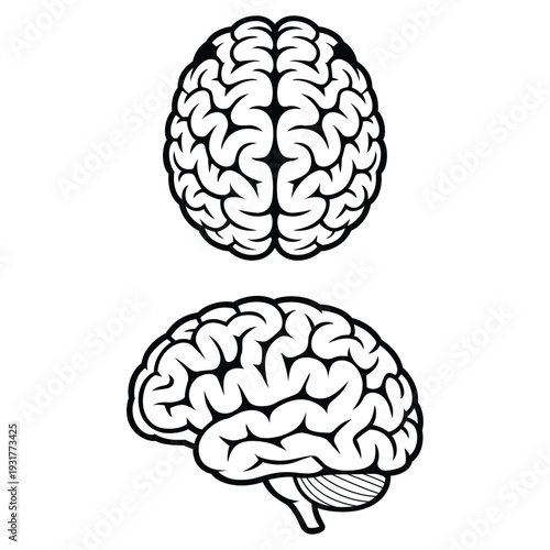 Detailed illustrations of human brain from front and side views  anatomy
