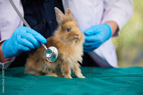 veterinarian doctor hands using stethoscope for examining a rabbit