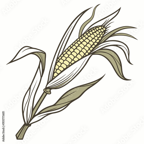 Fresh harvested corn ear still attached to stem ear of corn 1