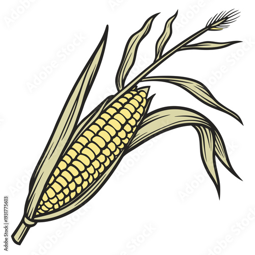 Fresh harvested corn ear still attached to stem ear of corn