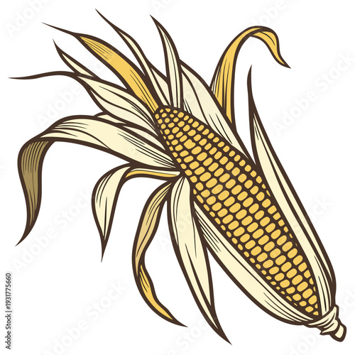 Harvest ready maize ear with textured kernels and husk 1