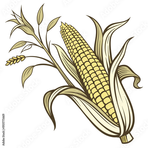 Golden corn cob with partially peeled husk and leaves 1