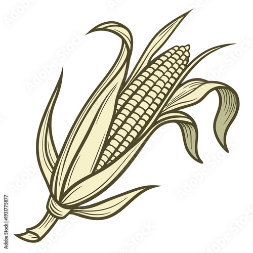 Golden maize ear with partially removed husk and soft shadow