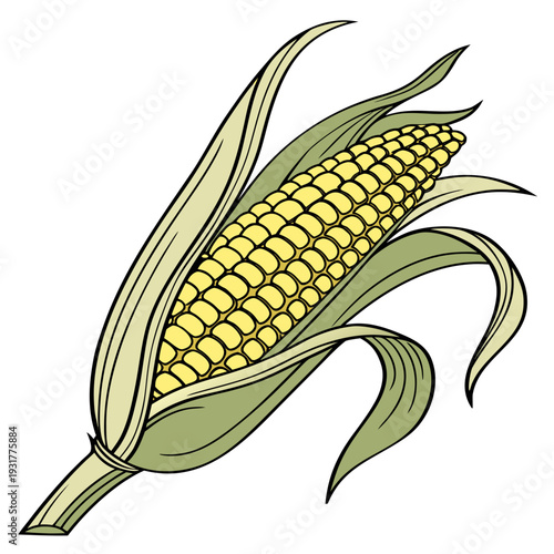 Golden maize ear with green leaves isolated on white