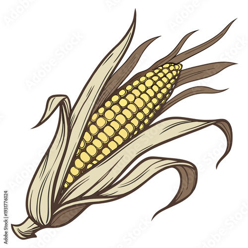 Corn on the cob with husk partially removed yellow kernels