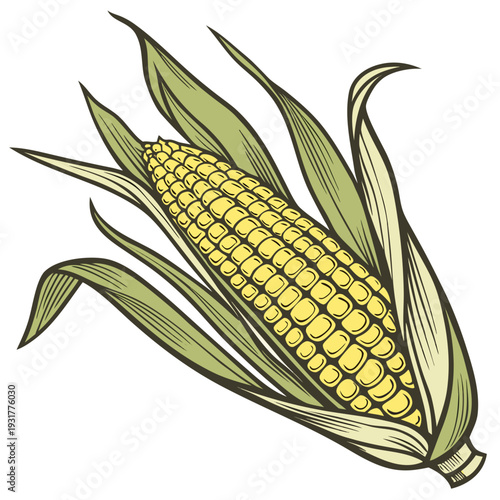 Corn on the cob with partially peeled husk and leaves