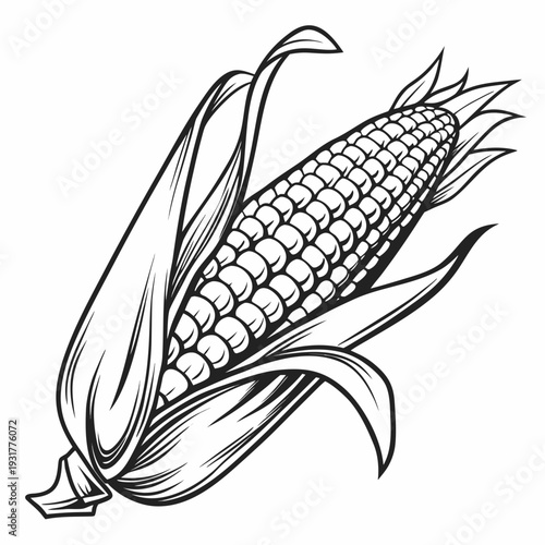 Detailed ripe corn ear with folded husk and define