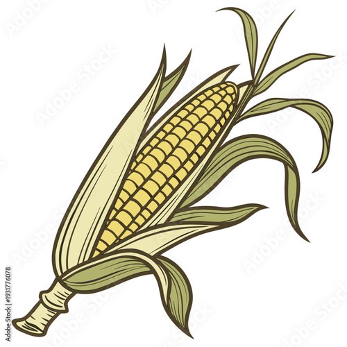 Golden corn with partially open husk and detailed leaves