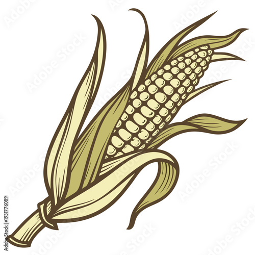 Golden corn with partially open husk and detailed kernels