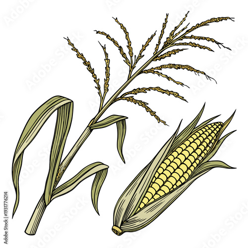 Botanical accurate maize ear with peeled husk and tassel