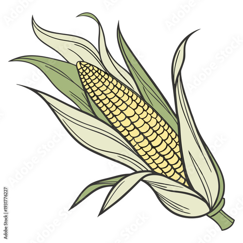 Corn ear with partially peeled back green and beige husk