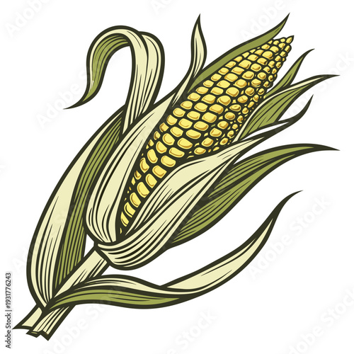 Farm fresh maize ear with textured husk folds corn