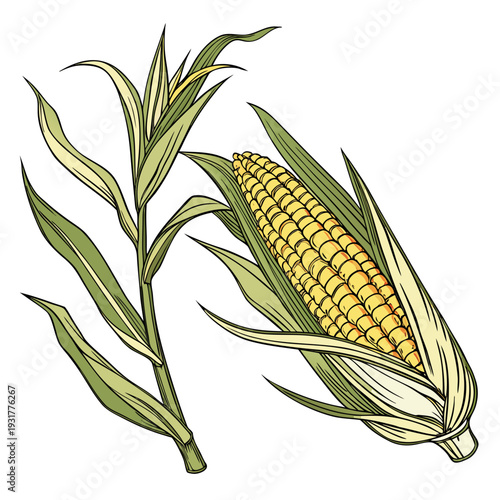 Partially peeled back husk yellow corn on the cob with green leaves