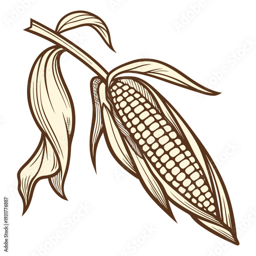 Brown and beige of corn ear attached to stalk ear of corn