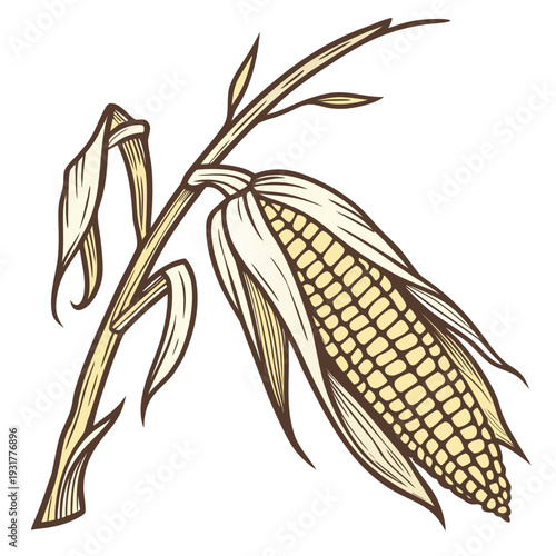 Corn ear attached to dry stalk segment textured husk