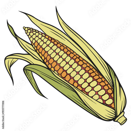 Partially shucked corn on the cob with green leaf maize