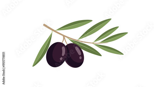 Branch with two ripe black olives and green leaves illustration representing Mediterranean food and oil products.