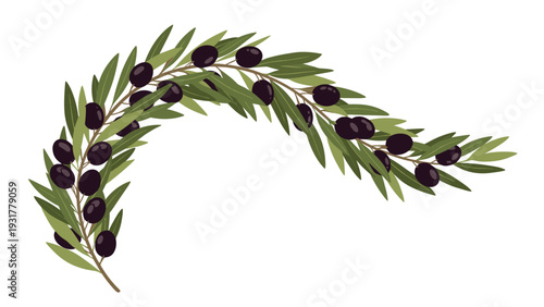 Graceful arc shaped olive branch with many dark purple olives and green leaves for organic product packaging.