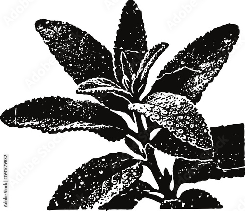 Vintage botanical illustration of a leafy herb plant with textured foliage and stem