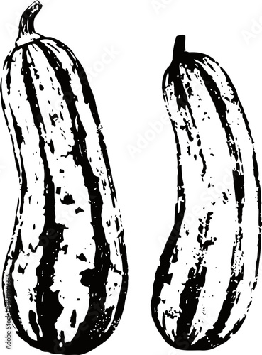 Two whole cucumbers with textured skin in black and white vector illustration, fresh healthy vegetables