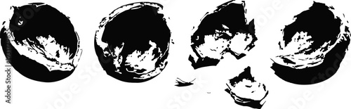 black walnut shells isolated on white background five cracked nutshells arranged in a row