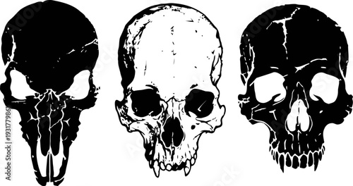 three detailed black and white human skull illustrations with varied shading and texture