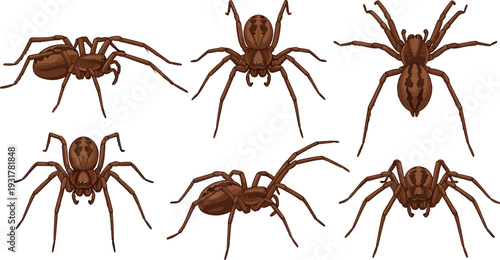 Brown Spider Vector Illustration Set Featuring Arachnids in Various Realistic Poses Including Crawling and Top View Perspectives for Nature and Halloween Designs
