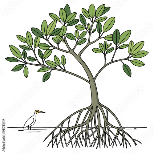 Mangrove tree with exposed roots and bird standing in water