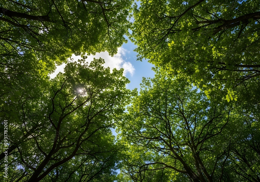 Fototapeta premium Tall trees with green leaves and blue sky