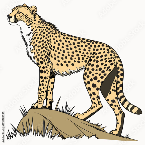 Cheetah standing on rock with grass wildlife animal