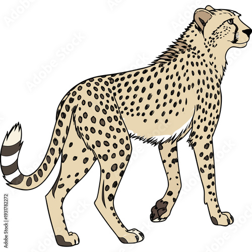 Detailed of a standing cheetah with black spots animal