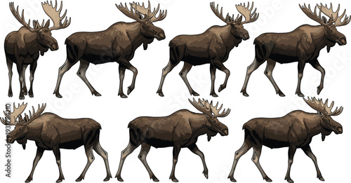 Large North American Moose Vector Illustration Set with Antlers and Different Walking Poses for Wildlife Conservation, Forest Nature Themes, and Outdoor Adventure Designs
