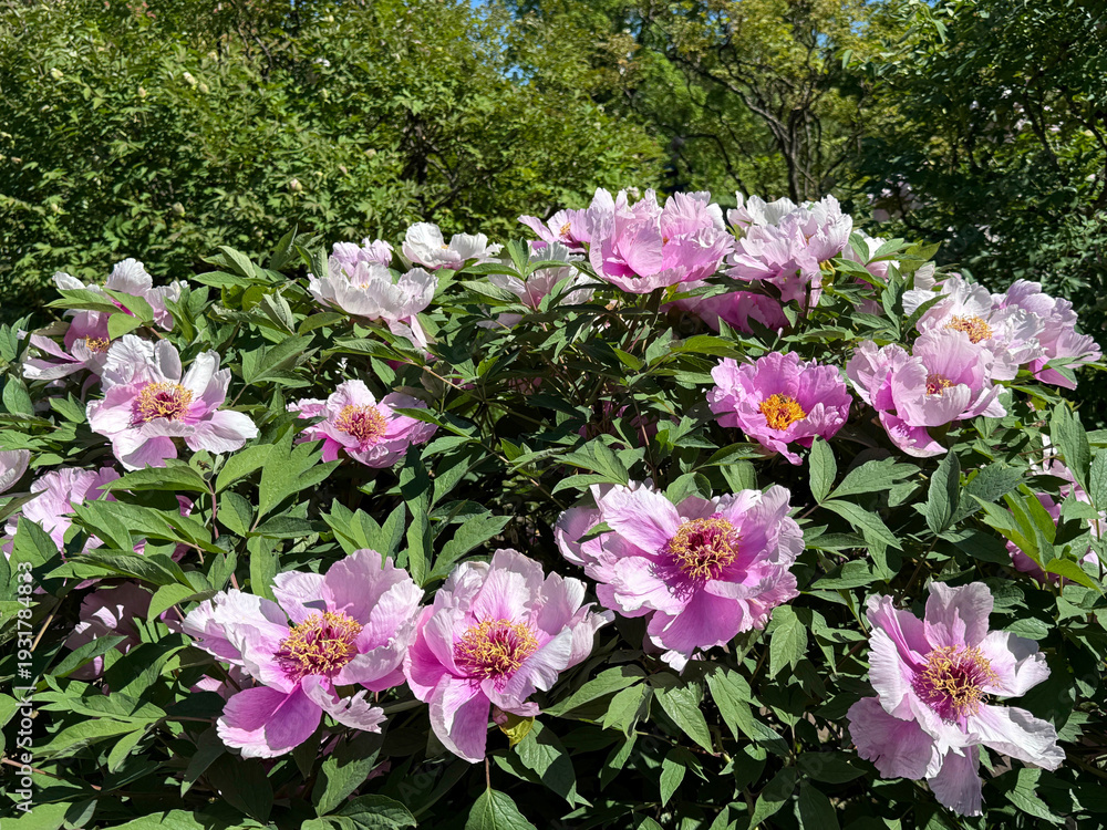 Obraz premium Paeonia suffruticosa tree peony in full bloom.