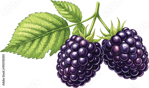 Realistic Blackberry Branch Vector Illustration with Ripe Purple Berries and Green Leaves for Summer Food Packaging, Organic Jam Labels, and Botanical Garden Designs