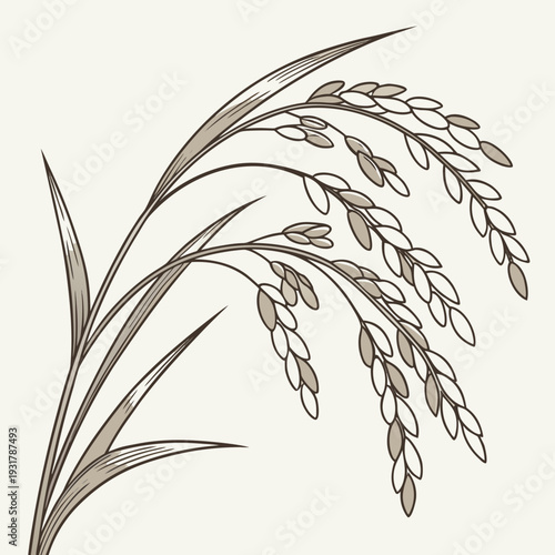 Brown rice plant with grains and leaves beige background