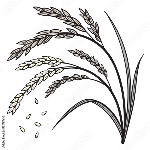 Uncooked rice grains on stalks with scattered kernels