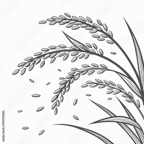 Rice grains scattered from organic plant 1