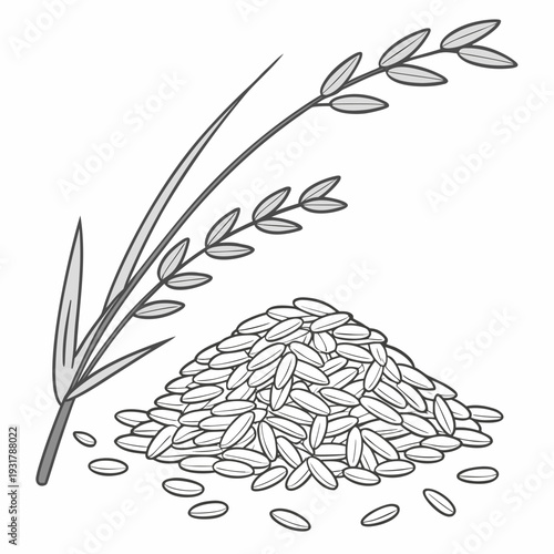 Uncooked rice grains with stalk